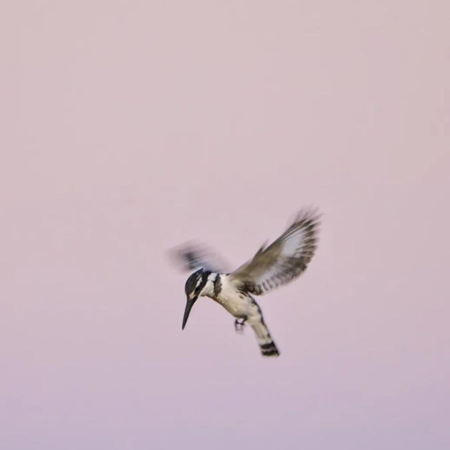 A small bird hovers mid-air with wings blurred in motion against a soft pink and purple sky, appearing to focus intently downward.