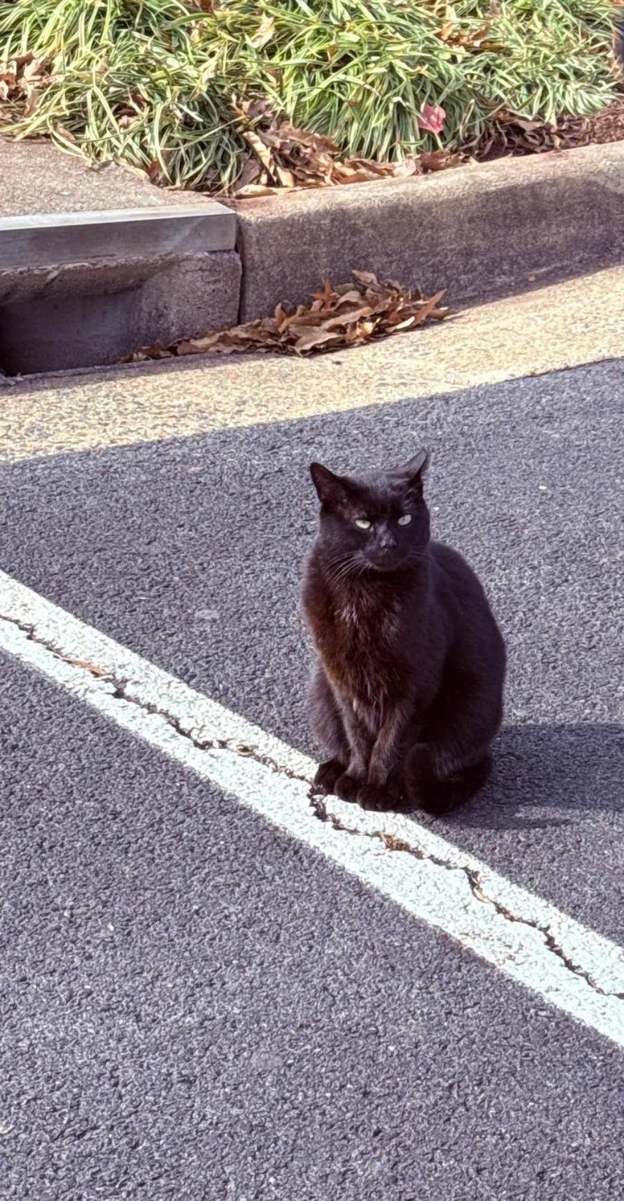A black cat is sitting upright on an asphalt parking lot near a white line, with grass, leaves, and a curb visible in the background.