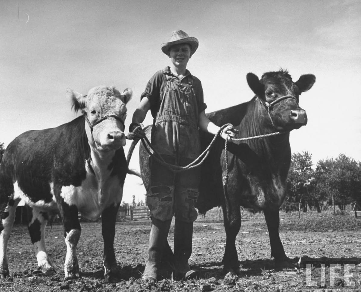 A young person in overalls and a hat stands outdoors, smiling and holding ropes tied to two cows, one on each side, on a farm under a clear sky.