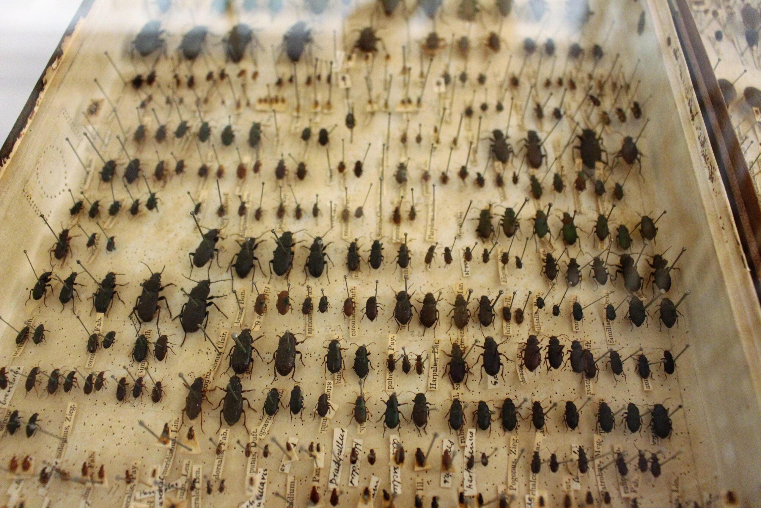 A display case with rows of various pinned insect specimens, mostly beetles, arranged neatly on a labeled board under glass.