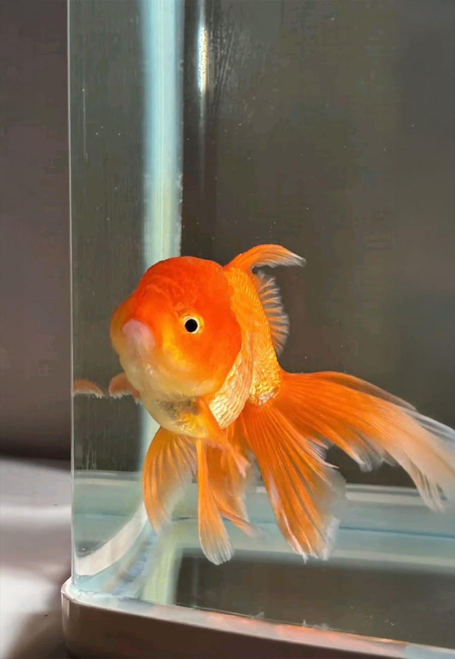A bright orange goldfish with flowing fins swims near the corner of a clean glass aquarium, facing the camera.