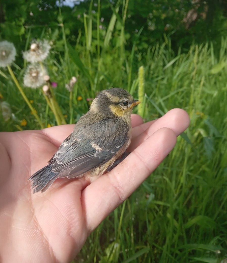 A small bird with gray and yellow feathers sits on a person's hand, surrounded by tall green grass and dandelions in the background.
