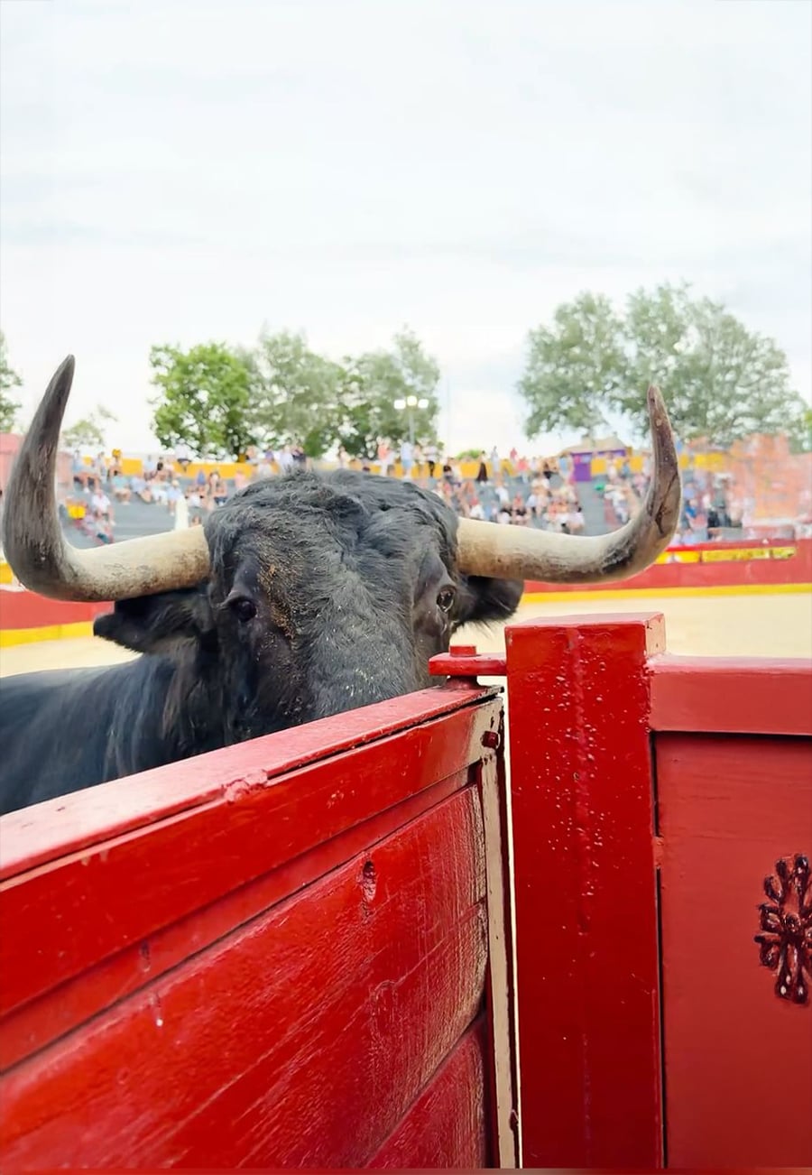 A large black bull stands behind a red wooden gate in an arena, with spectators and trees visible in the blurred background.