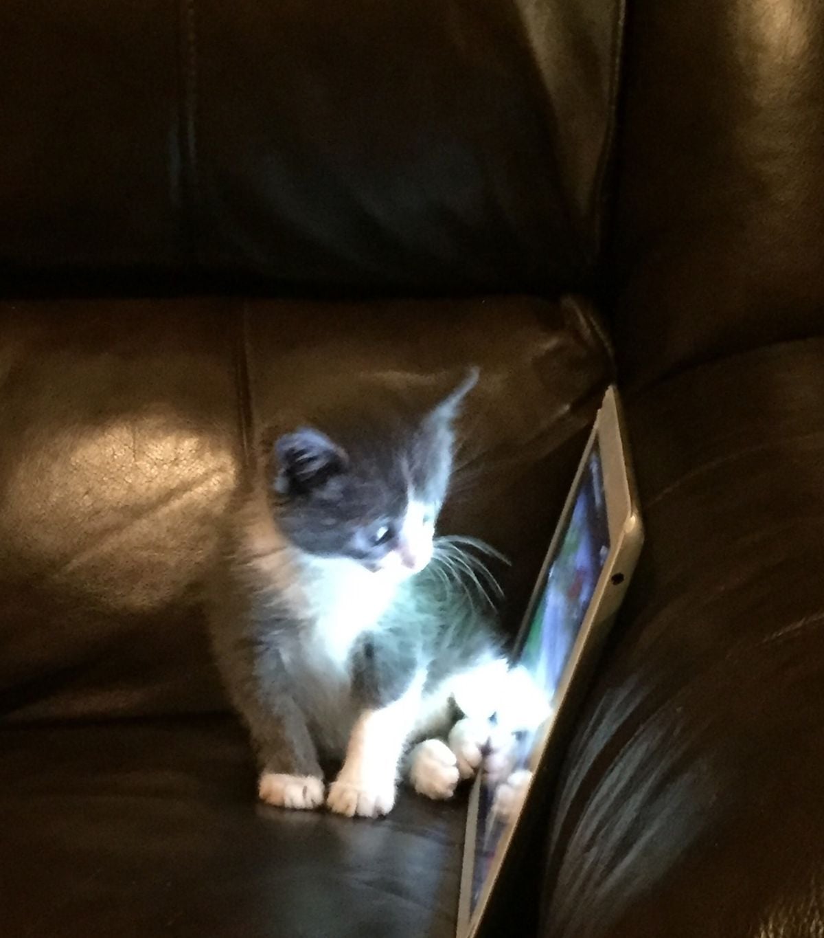 A small gray and white kitten sits on a dark leather couch, staring intently at the glowing screen of a tablet, with a white plush toy beside it.