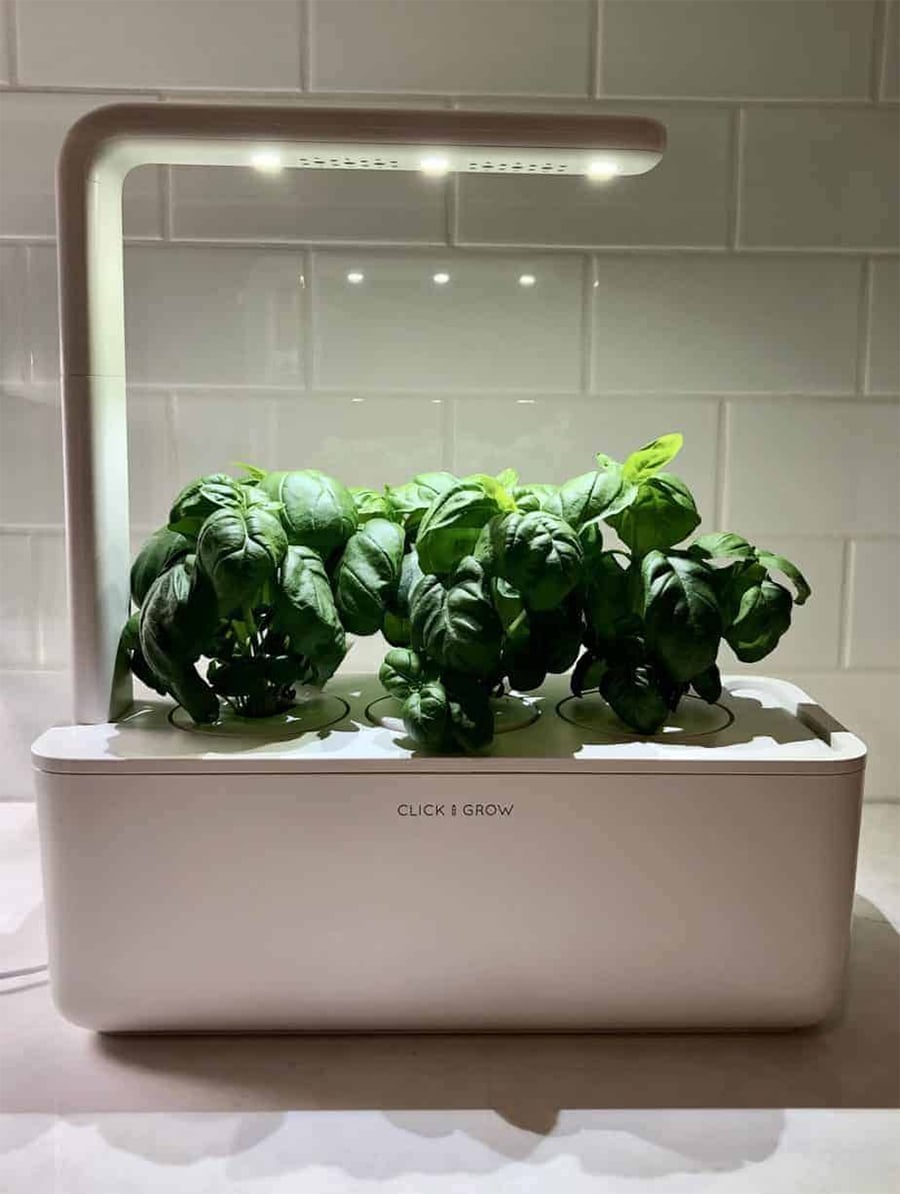 A countertop smart garden with green basil plants growing under an LED light, set against a white tile backsplash.