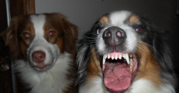 Two dogs are pictured indoors. One dog in the foreground is growling or barking, showing its teeth, while the other dog in the background looks calmly at the camera.