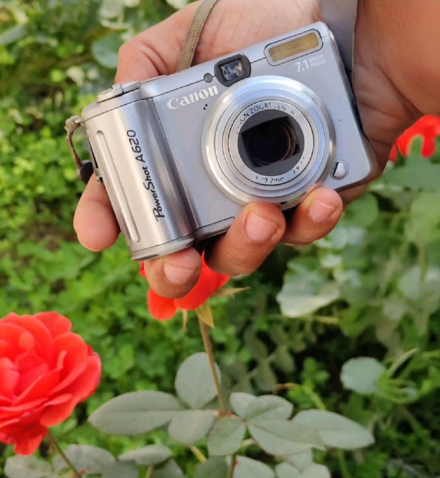 A hand holding a silver Canon PowerShot A620 digital camera near red roses and green leaves in a garden.