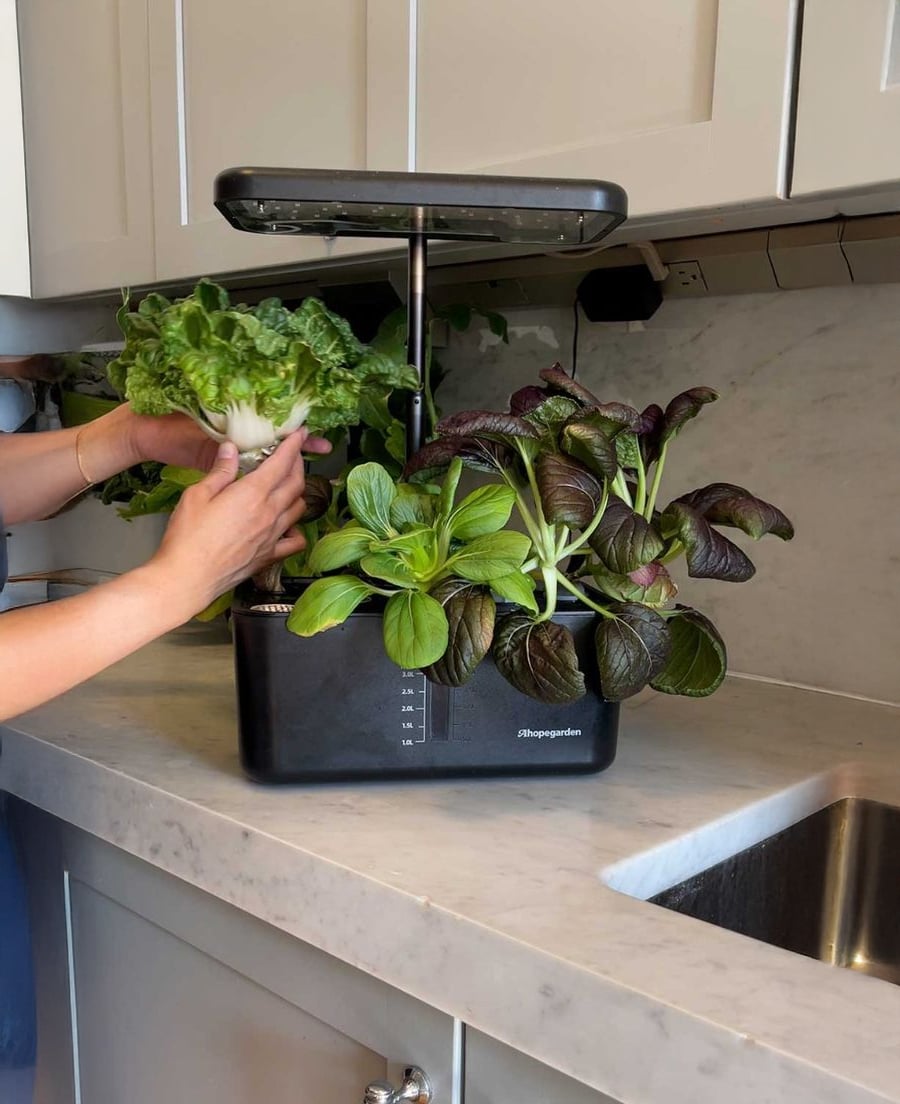 A person adjusts leafy greens growing in a black indoor hydroponic garden on a kitchen counter near a sink.