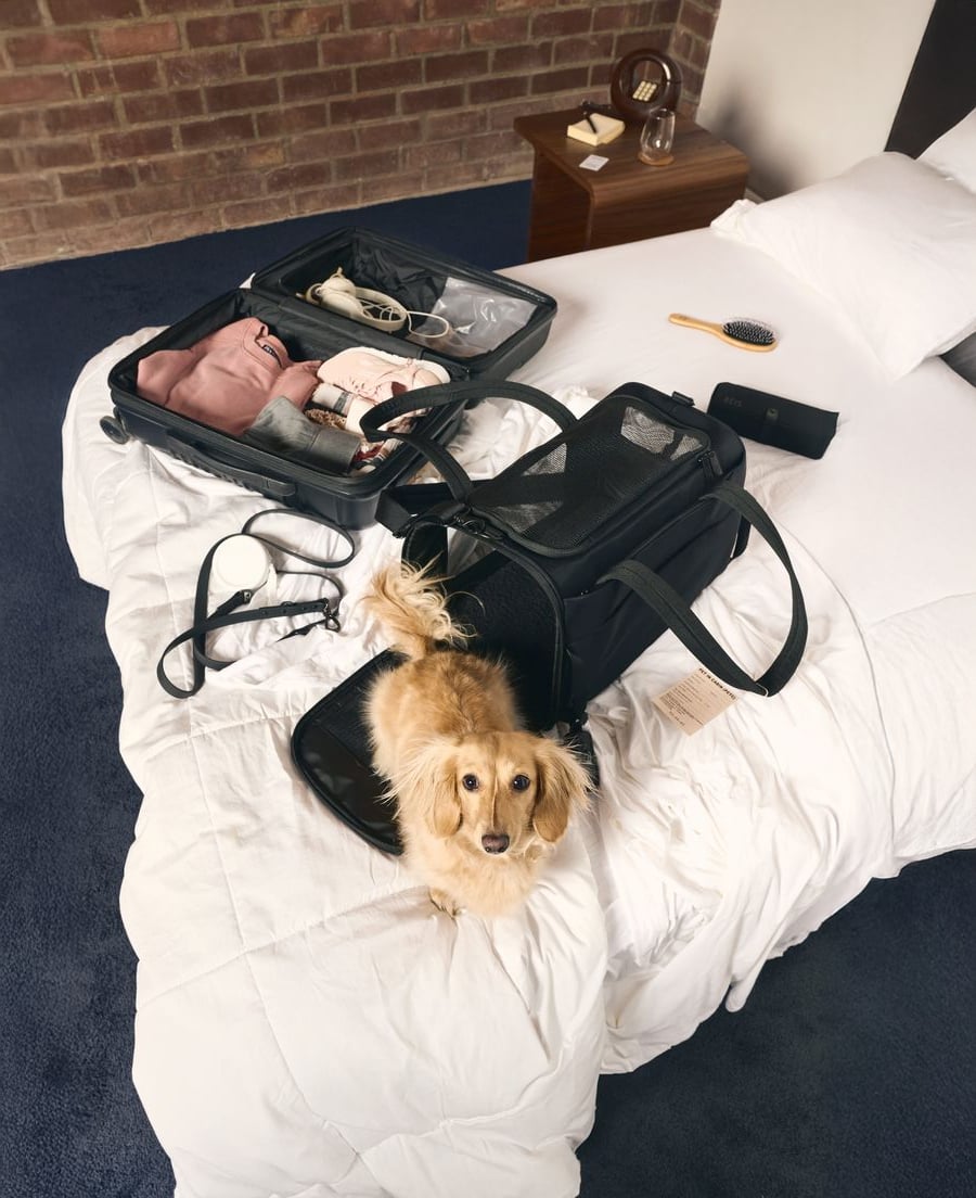 A small tan dog sits on a white bed next to an open suitcase with clothes, a pet carrier, and a leash in a room with a brick wall and a bedside table.