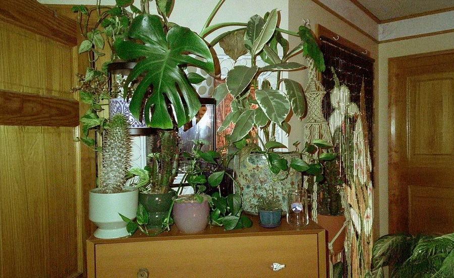 Several potted houseplants, including monstera and pothos, are arranged on top of a wooden dresser in a cozy, warm-toned room decorated with macrame and beads.