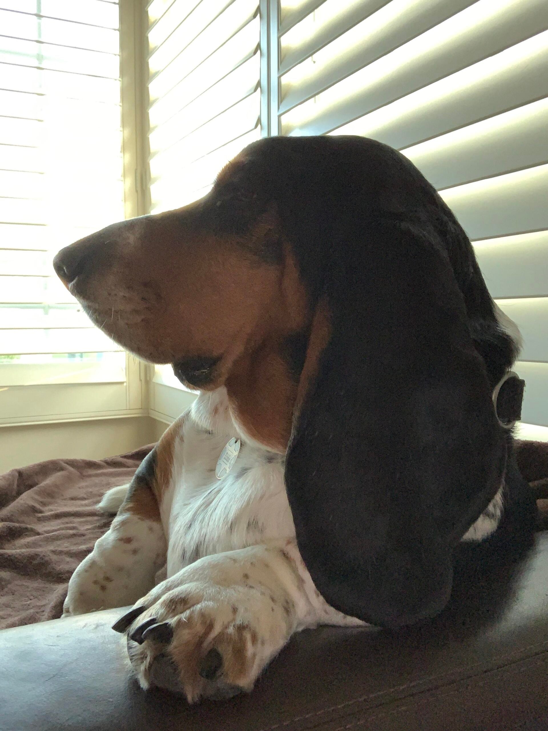 A Basset Hound with long ears and a spotted paw lounges on a brown surface near a window with white blinds, looking outside in soft natural light.