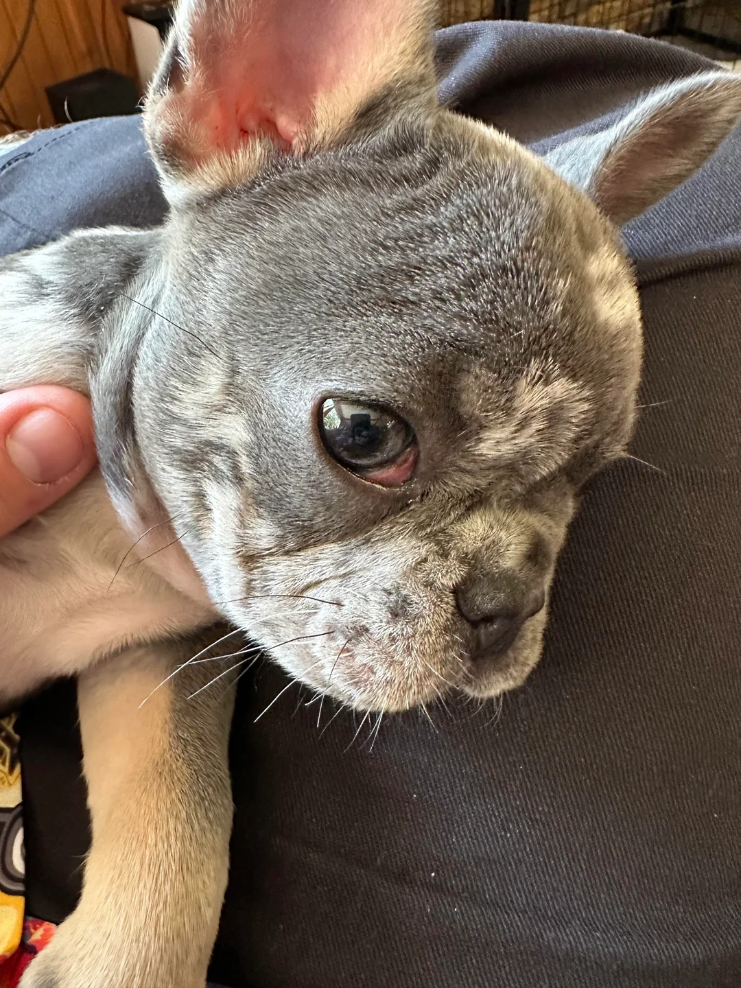 A close-up of a gray and white French Bulldog puppy lying down, looking to the side. A person’s hand gently holds the puppy’s neck in the upper left corner.