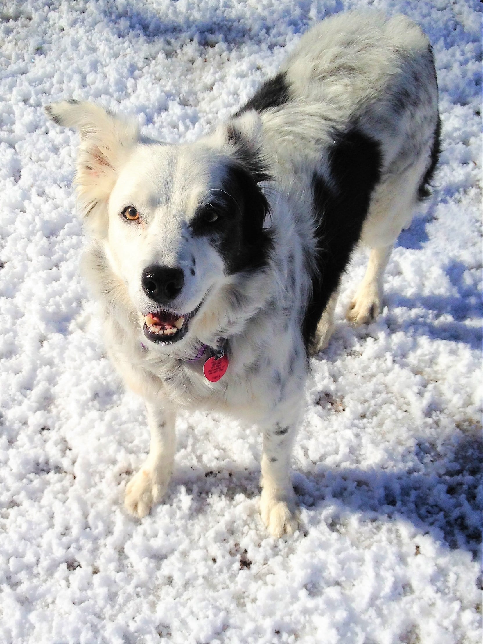 A black and white dog with a fluffy coat stands on snow, looking up at the camera with its mouth slightly open and tail raised.