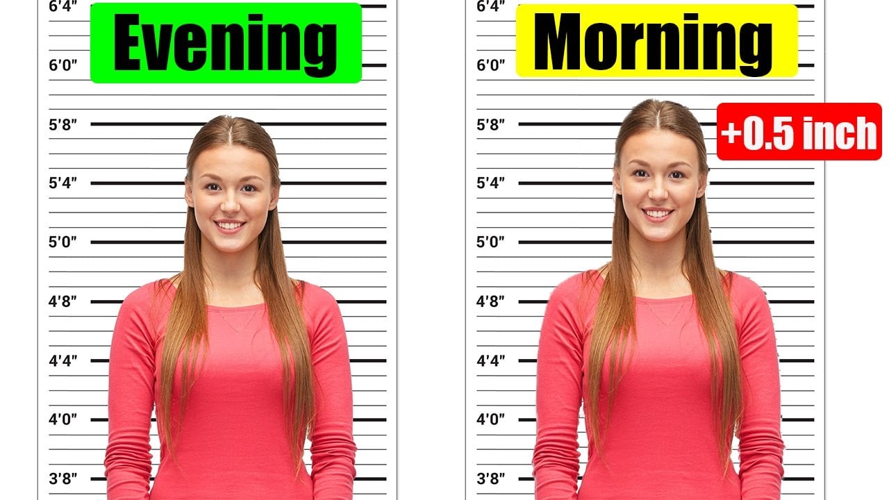 Two images of the same woman against a height chart; left labeled “Evening,” right labeled “Morning +0.5 inch.” She appears slightly taller in the morning image.