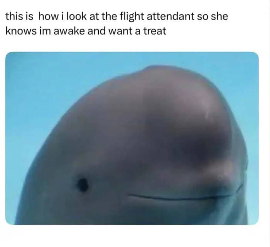 A beluga whale looks up with a slight smile, accompanied by a caption about looking at a flight attendant to signal being awake and wanting a treat.