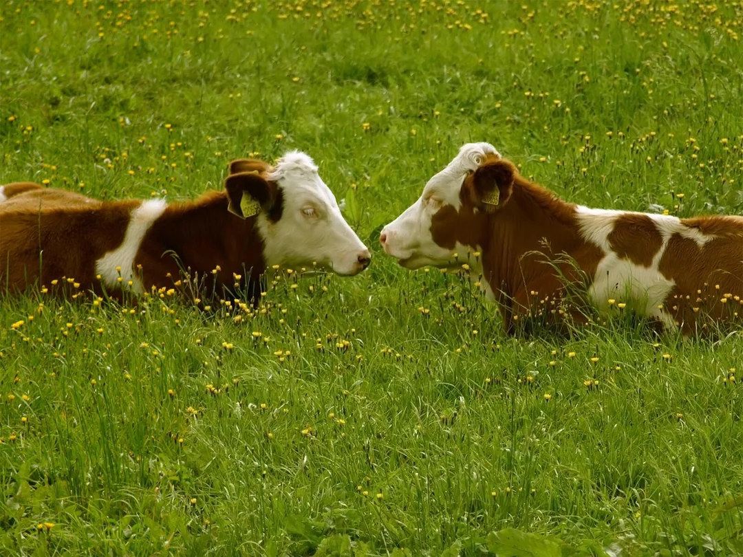 Two brown and white cows lie facing each other in a grassy field with yellow wildflowers, nearly touching noses.