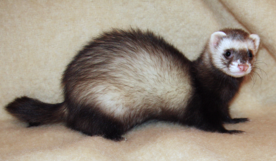 A ferret with a dark brown tail and legs, cream-colored body, and a white face stands alertly on a beige surface with a matching beige background.