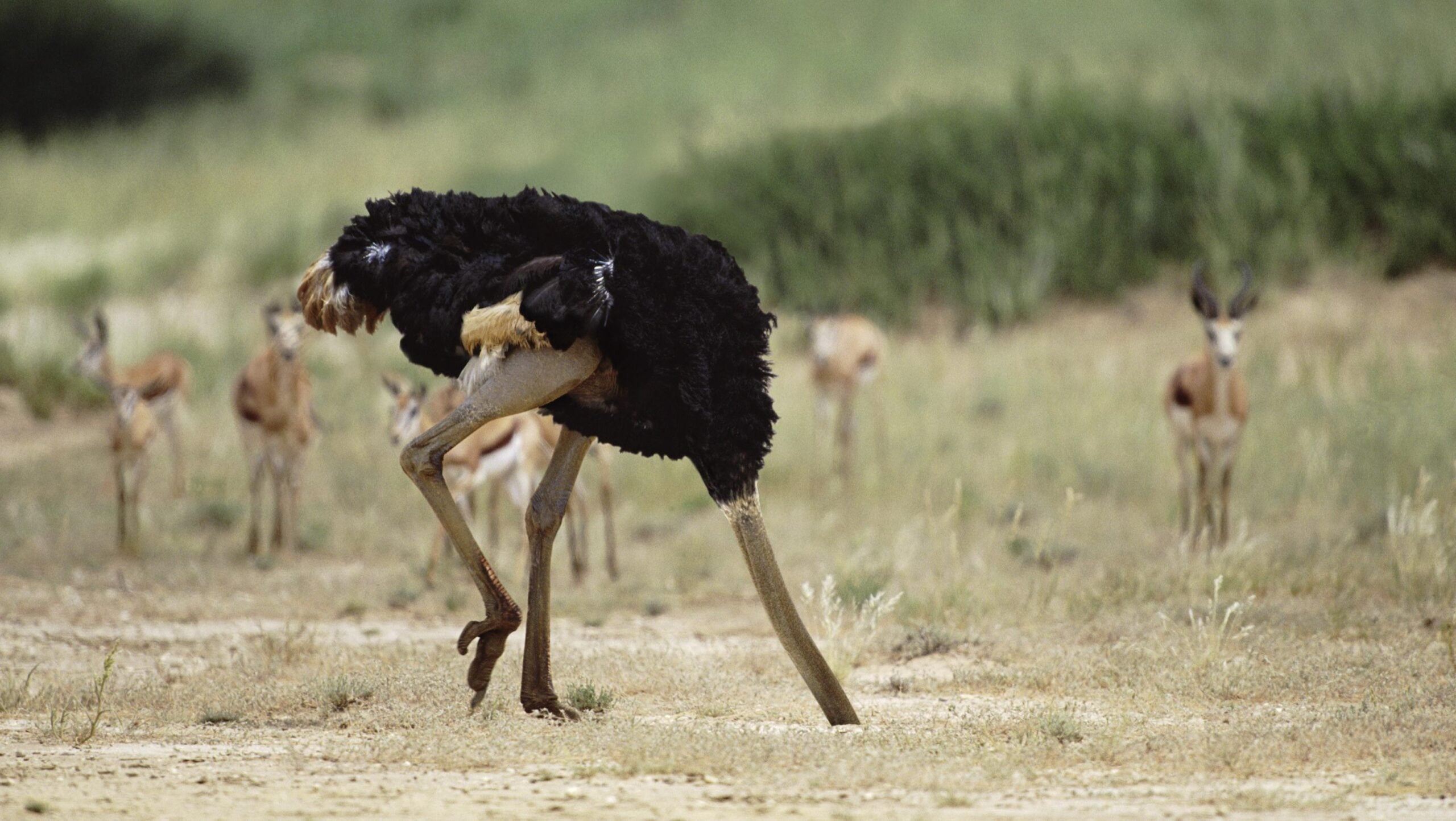 An ostrich stands on dry grassland with its head hidden behind its body. Several antelope are seen blurred in the background.