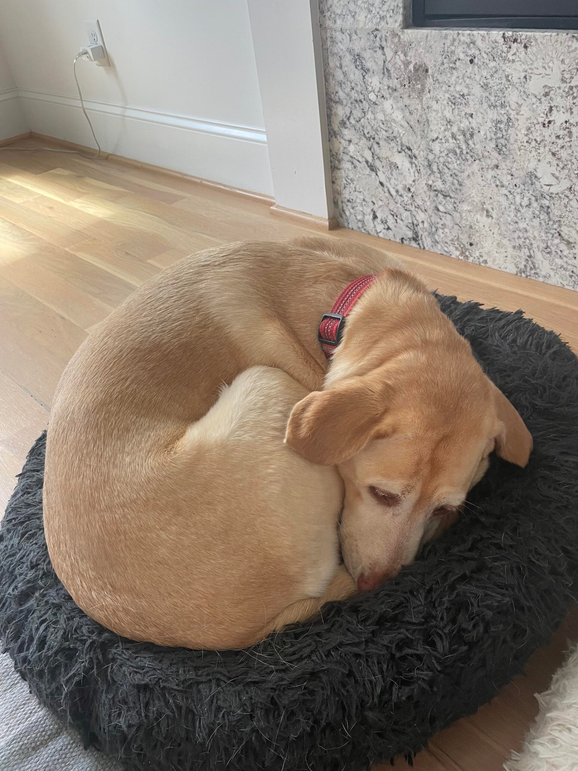 A tan dog with a red collar is curled up and resting on a round, black fluffy bed on a light wood floor next to a stone wall.