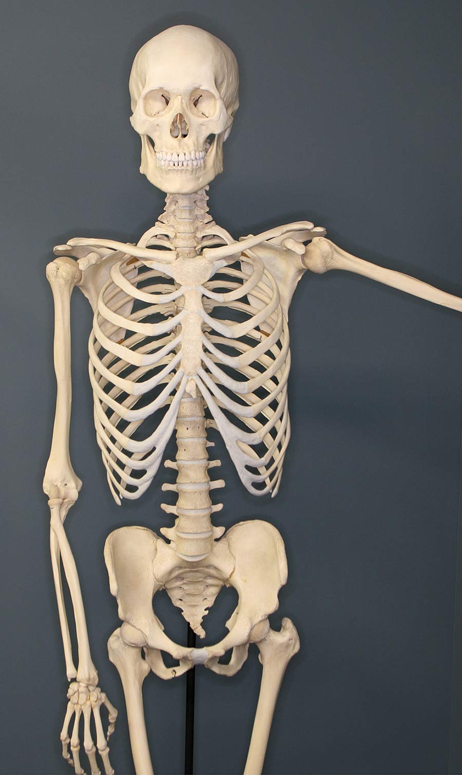 A full human skeleton model is displayed against a plain gray background, showing the skull, ribcage, spine, pelvis, and limbs with one arm raised to the side.