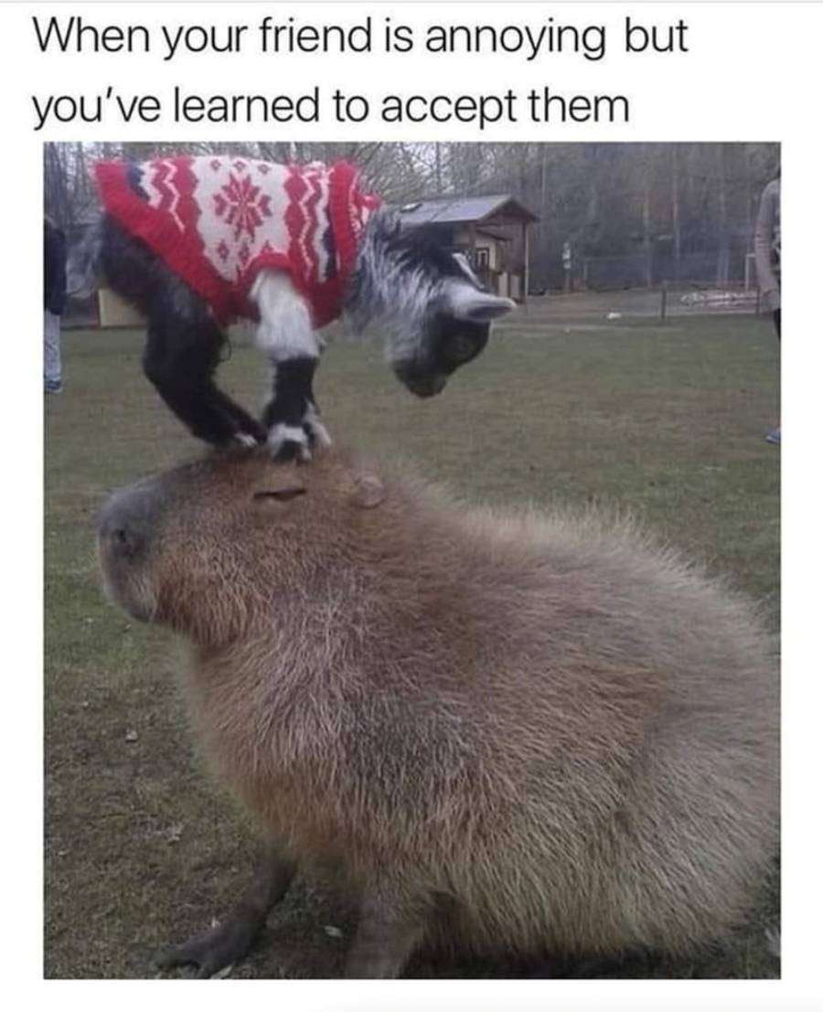 A goat in a red sweater stands on the head of a calm capybara in a grassy area. Text above reads, “When your friend is annoying but you’ve learned to accept them.”