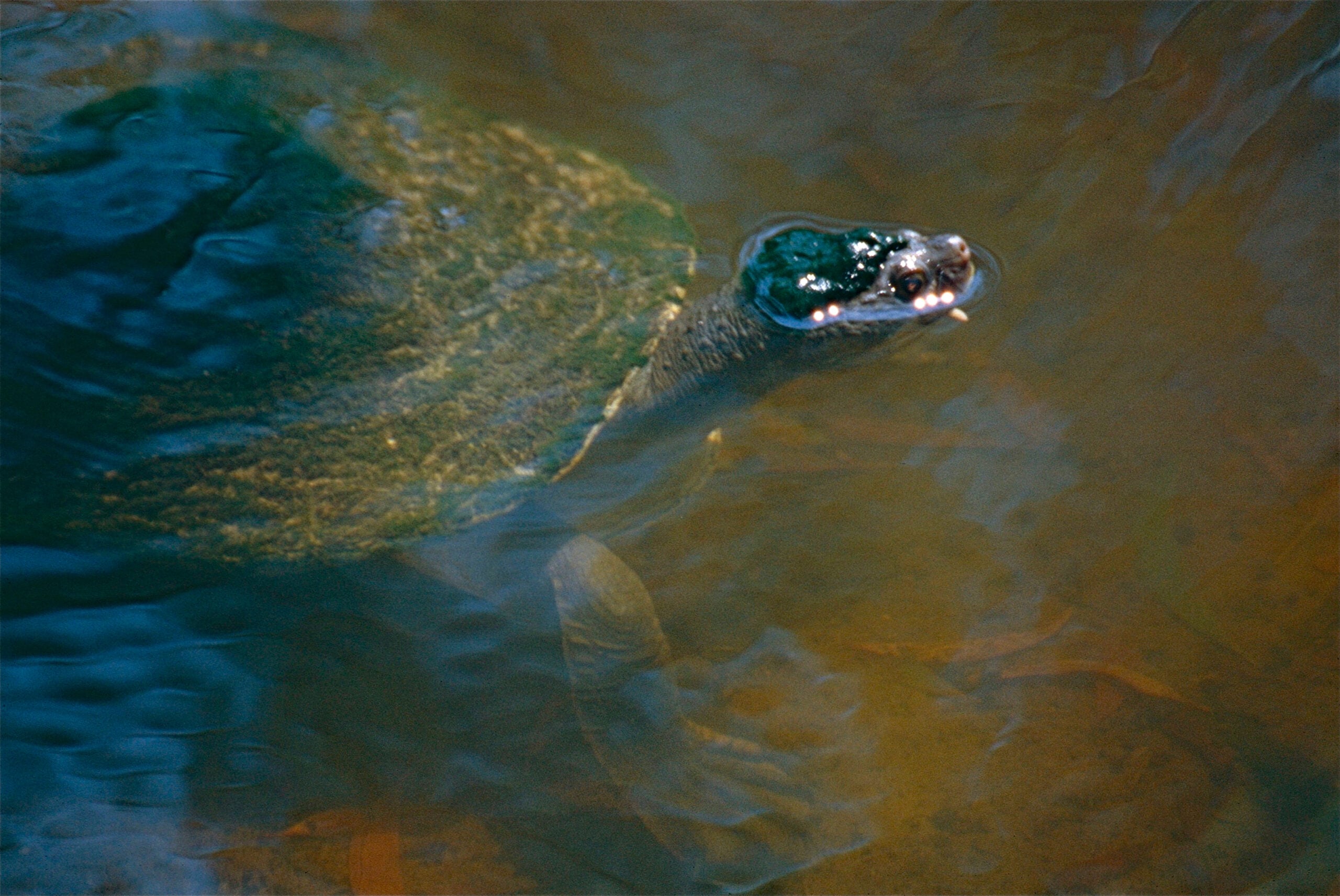 A turtle swims underwater, with its head above the surface and its body and flippers visible below, surrounded by murky water.