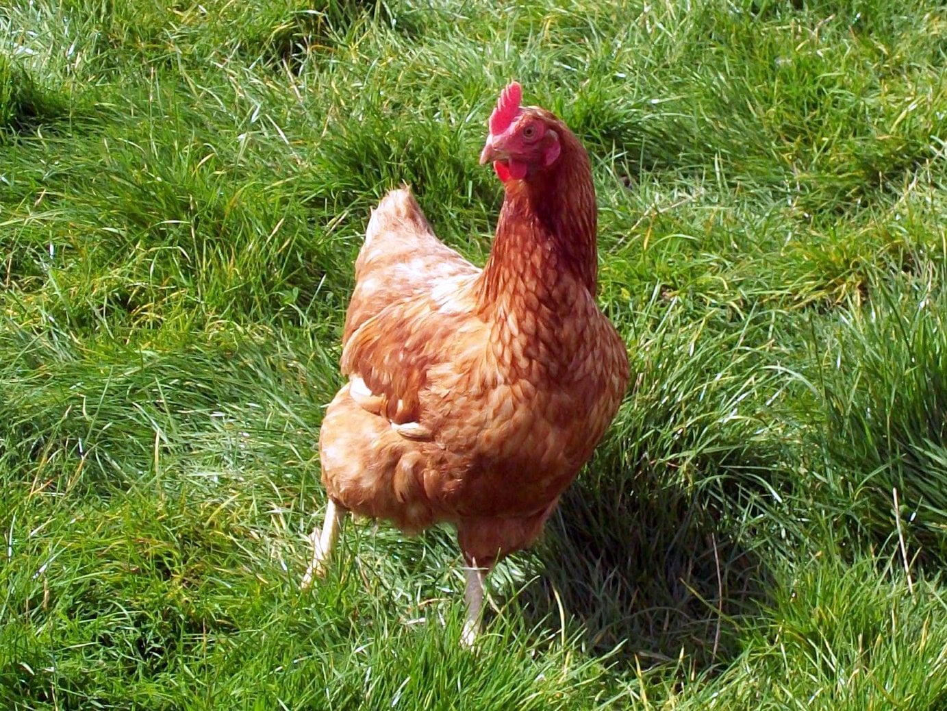 A brown hen stands on green grass, looking slightly to the side. The sunlight highlights its feathers and the vibrant grassy field around it.