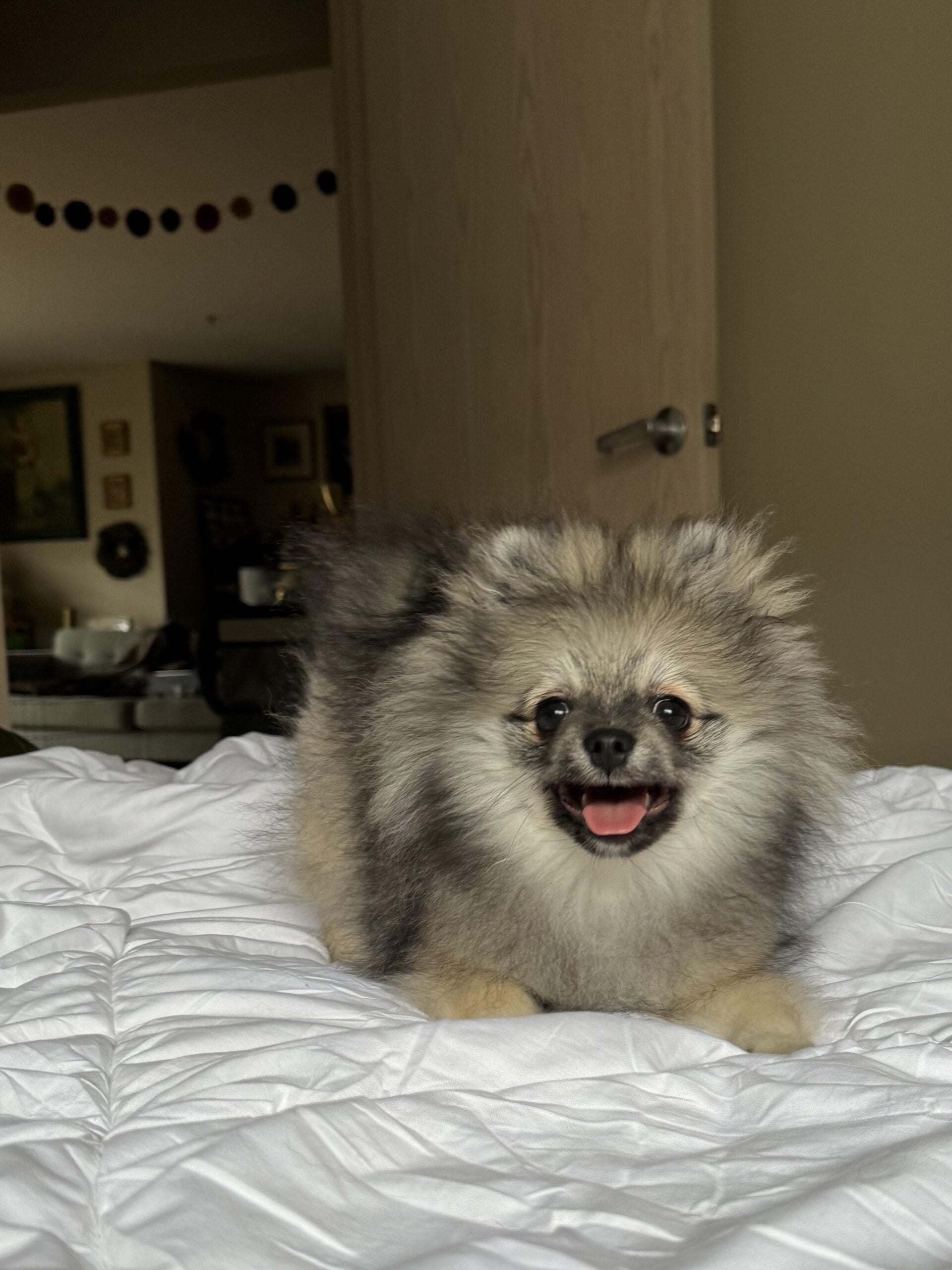 A fluffy Pomeranian puppy with gray and tan fur sits on a white bed, looking up with its mouth open. The background shows a cozy room with light brown walls and a slightly open door.
