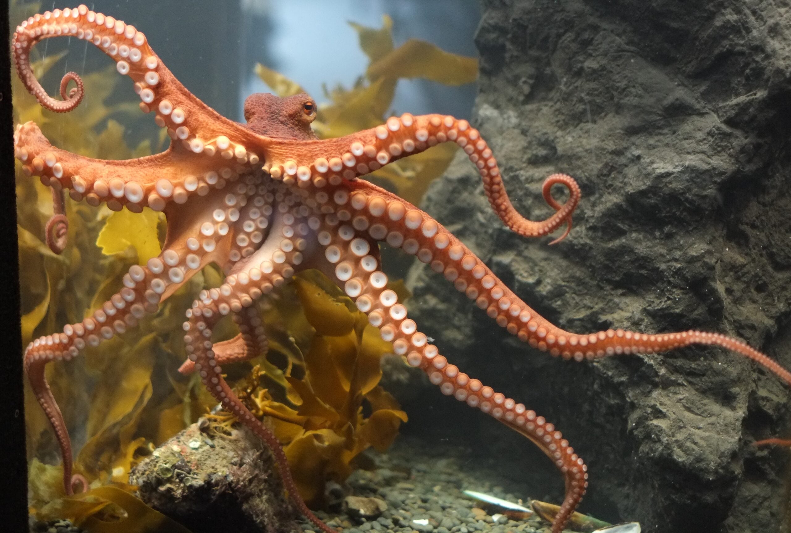 A reddish-orange octopus with white suction cups stretches its arms against the glass of an aquarium, surrounded by rocks and yellow seaweed.