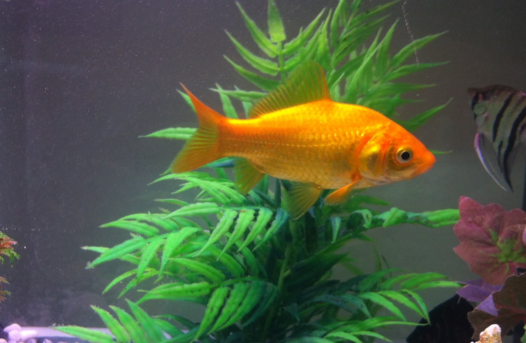 A bright orange goldfish swims in an aquarium with green plants in the background and another fish partially visible on the right.