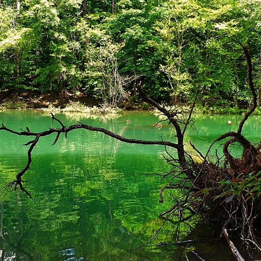 A branch extends over a vibrant green lake bordered by dense trees. Sunlight filters through the leaves, reflecting off the still water and creating a peaceful, natural scene.