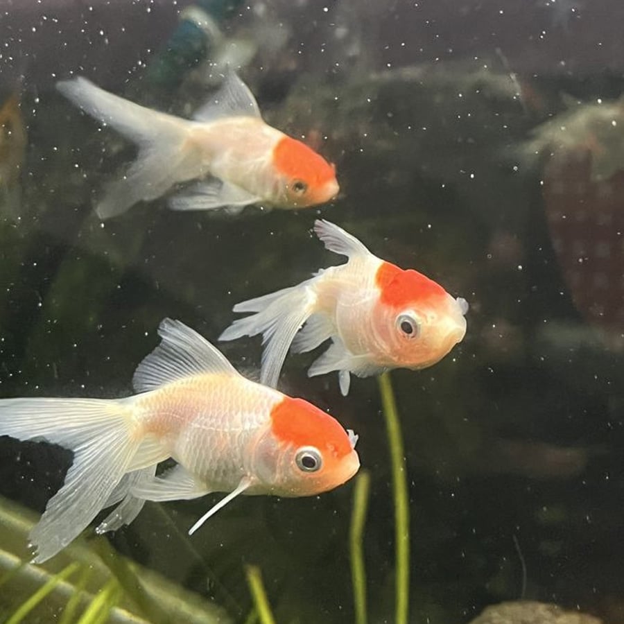 Three white goldfish with bright orange-red caps swim in a tank with green plants and a dark background.