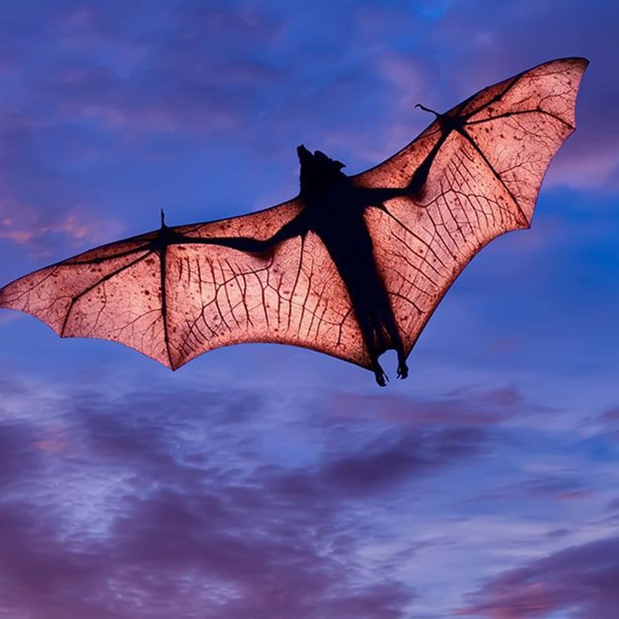 A bat with outstretched wings is silhouetted against a colorful sunset sky, showing the veins in its wings clearly.