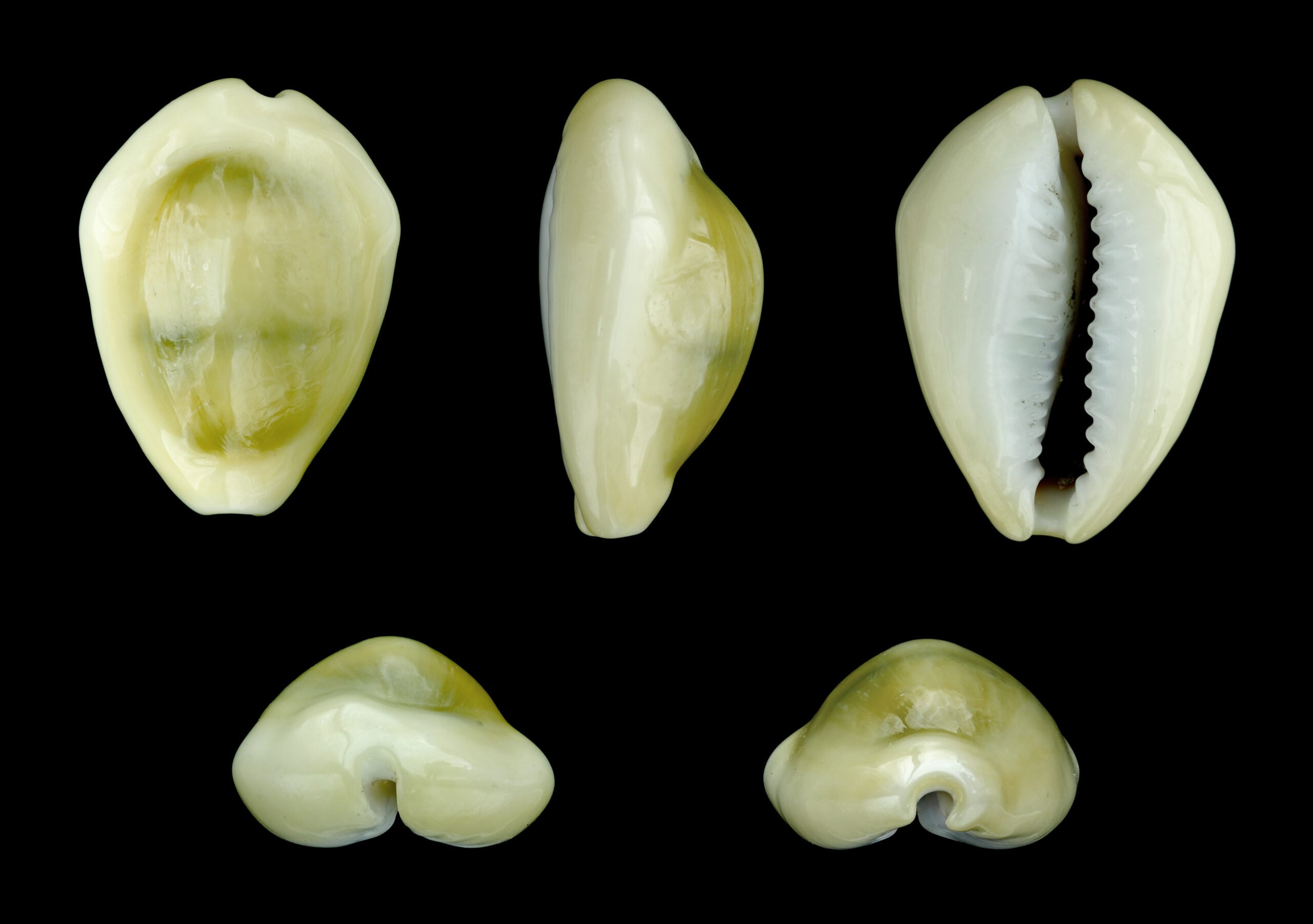 Five views of a glossy, cream-colored cowrie shell are shown on a black background, displaying different angles: top, side, bottom, and two end views.