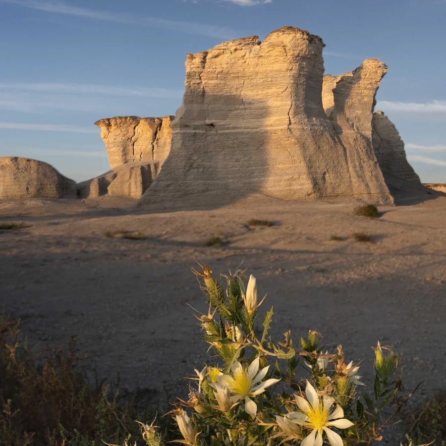 Large rock formations rise from a barren, sunlit landscape, with pale yellow wildflowers in the foreground and a blue sky overhead.