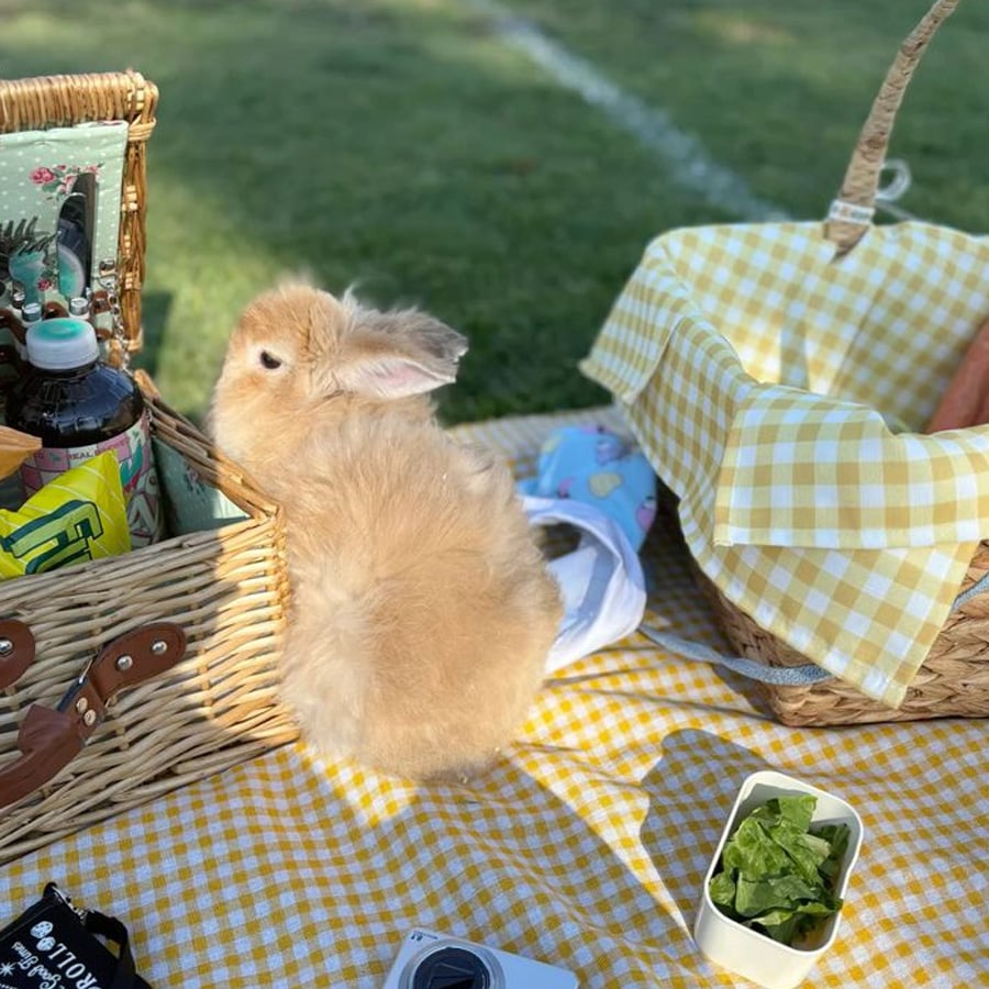 A fluffy tan bunny sits on a yellow gingham picnic blanket beside a wicker basket, surrounded by food and picnic items on a sunny day.
