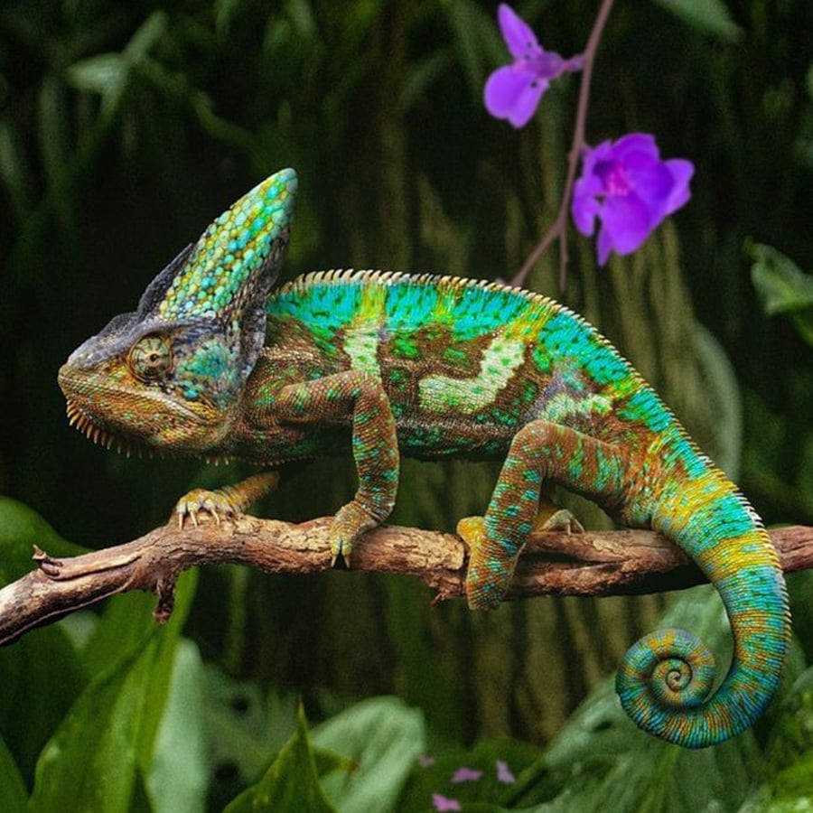 A colorful chameleon with green, blue, and yellow patterns rests on a branch, surrounded by green leaves and purple flowers in a lush environment.