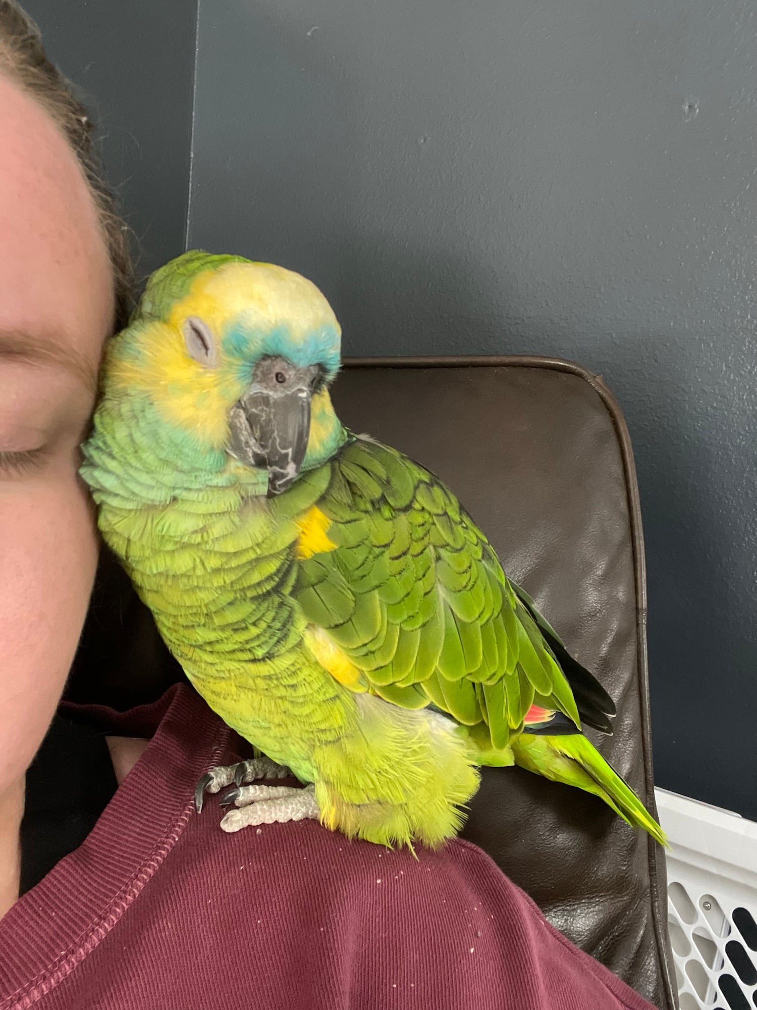 A green parrot with yellow and blue markings rests on a person’s shoulder, eyes partially closed, against a dark wall and brown chair.