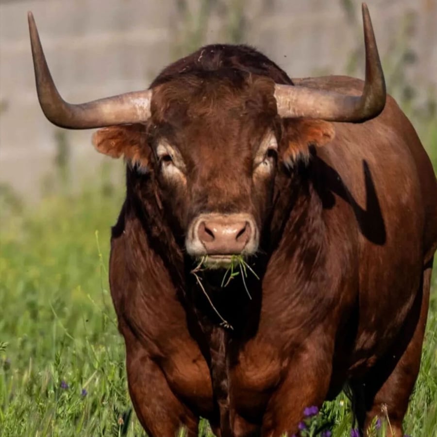 A brown bull with large, curved horns stands on green grass, facing the camera with a bit of grass in its mouth and a blurry background behind.