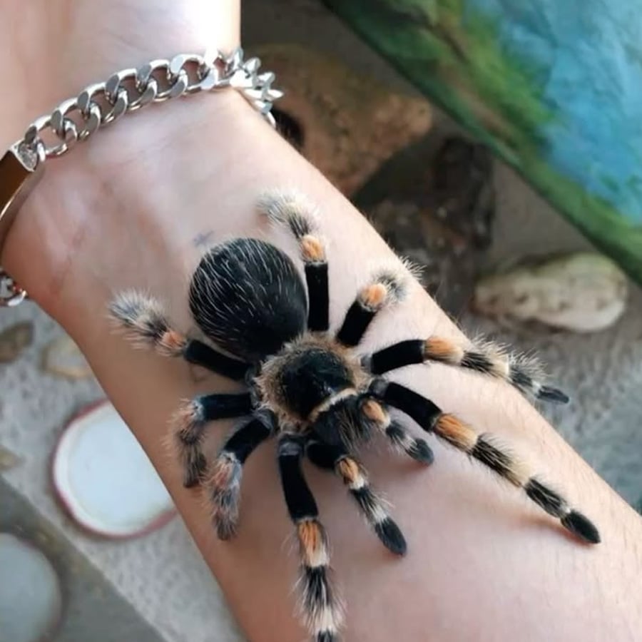 A realistic tattoo of a black and orange tarantula on a person’s forearm, with a silver chain bracelet visible on their wrist.