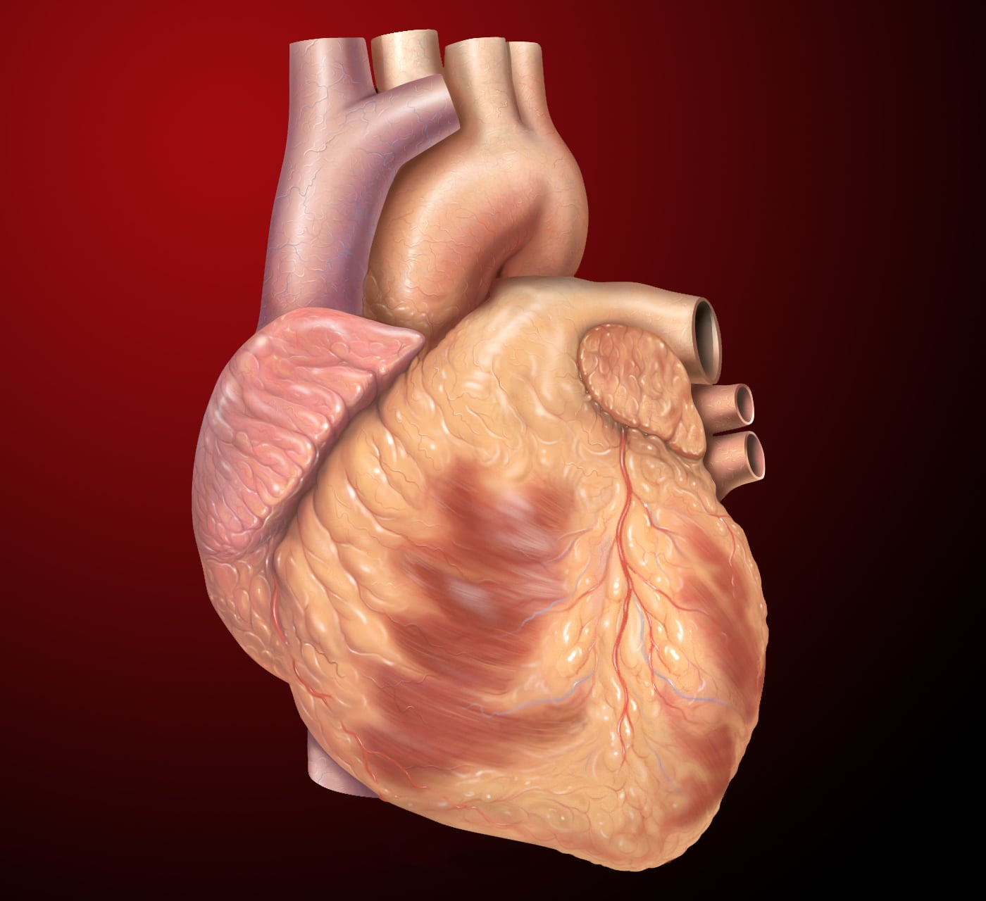 Illustration of a human heart showing major blood vessels and outer heart structures on a dark red gradient background.