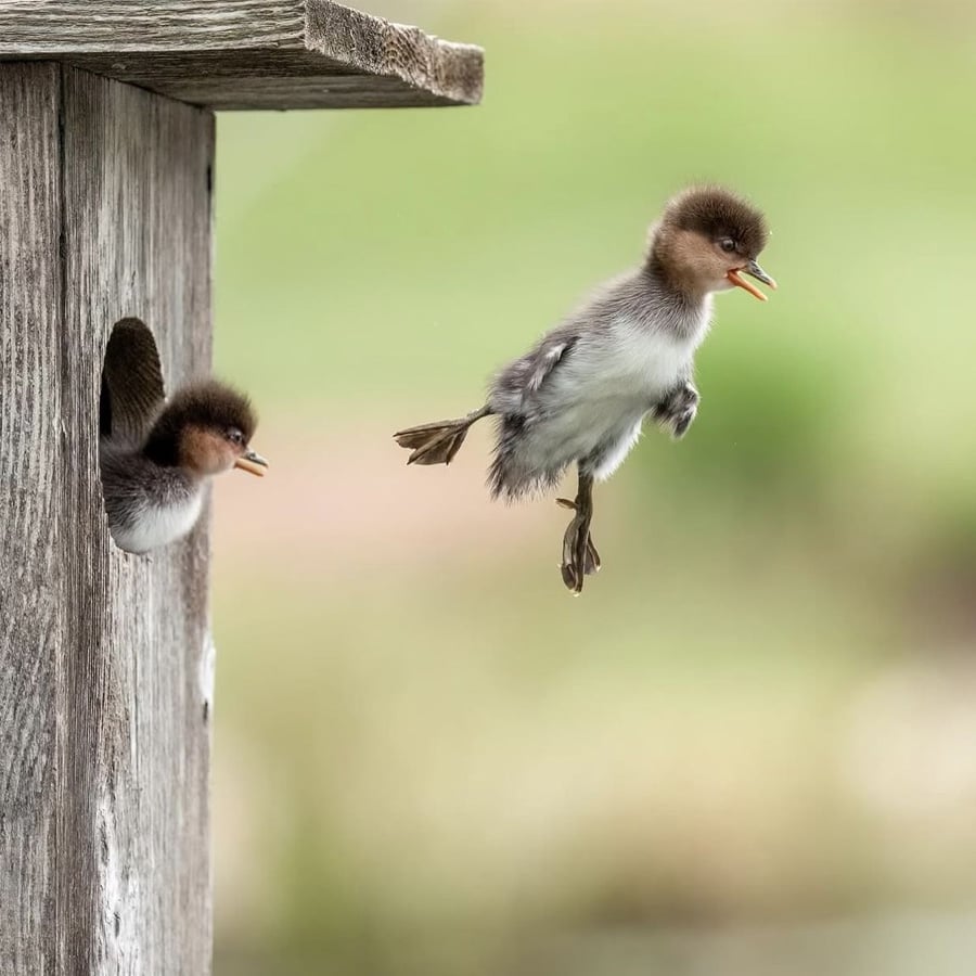 A fluffy duckling jumps out of a wooden birdhouse while another duckling peeks out from inside, both with open beaks. The background is blurred green and brown.