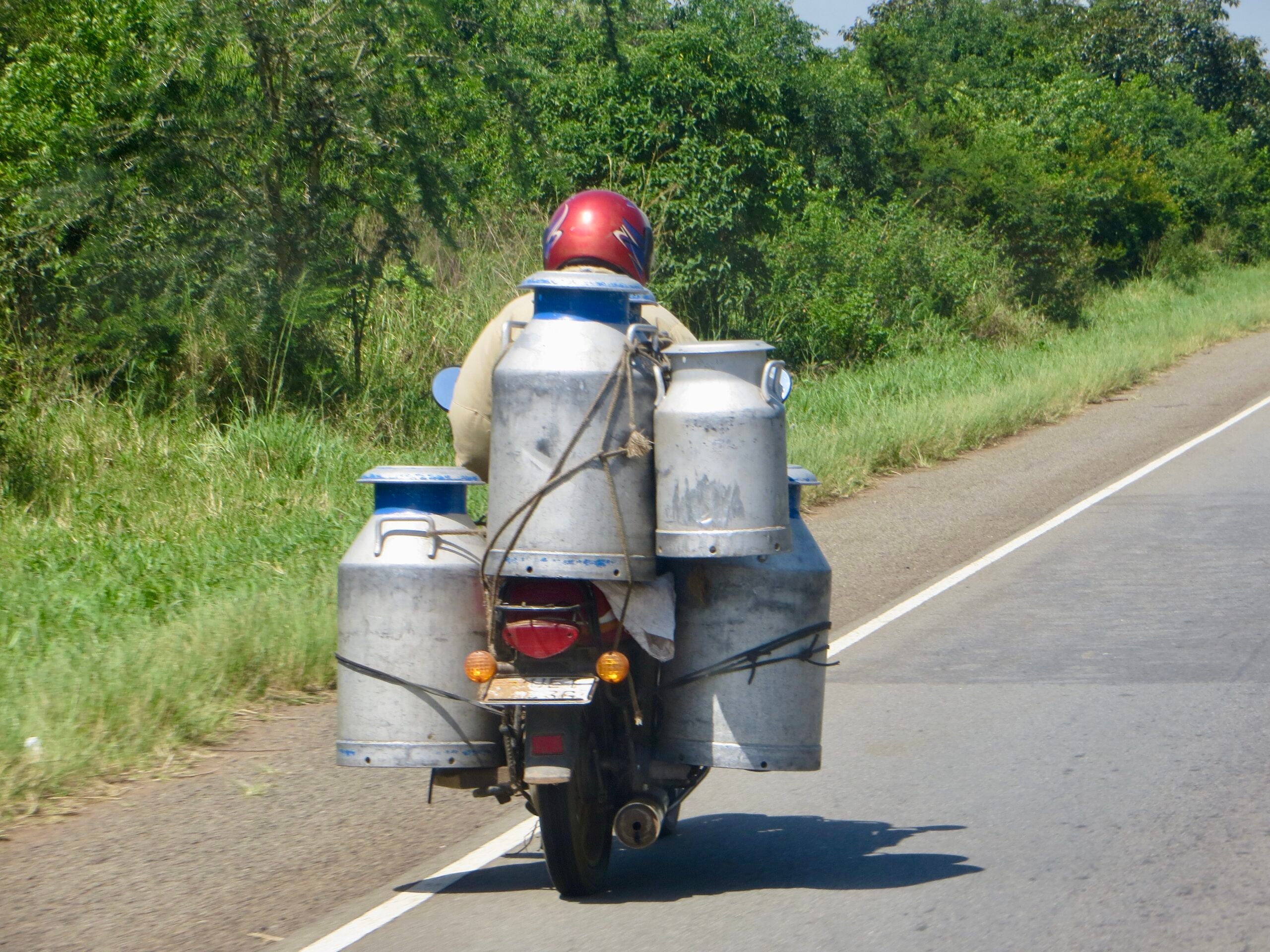 A person wearing a red helmet rides a motorcycle carrying five large metal milk cans, strapped to the back and sides, on a rural road bordered by greenery.