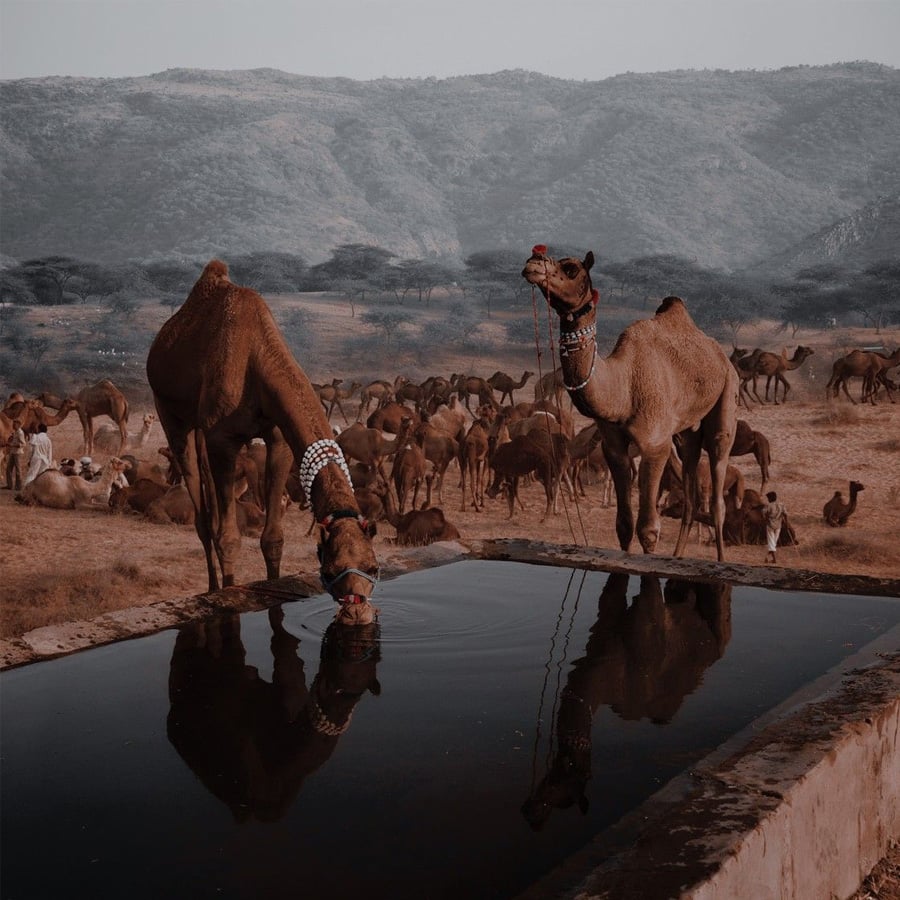 Two camels decorated with beads drink water from a trough, reflecting in the surface. A herd of camels grazes in the dry, hilly landscape under a hazy sky in the background.