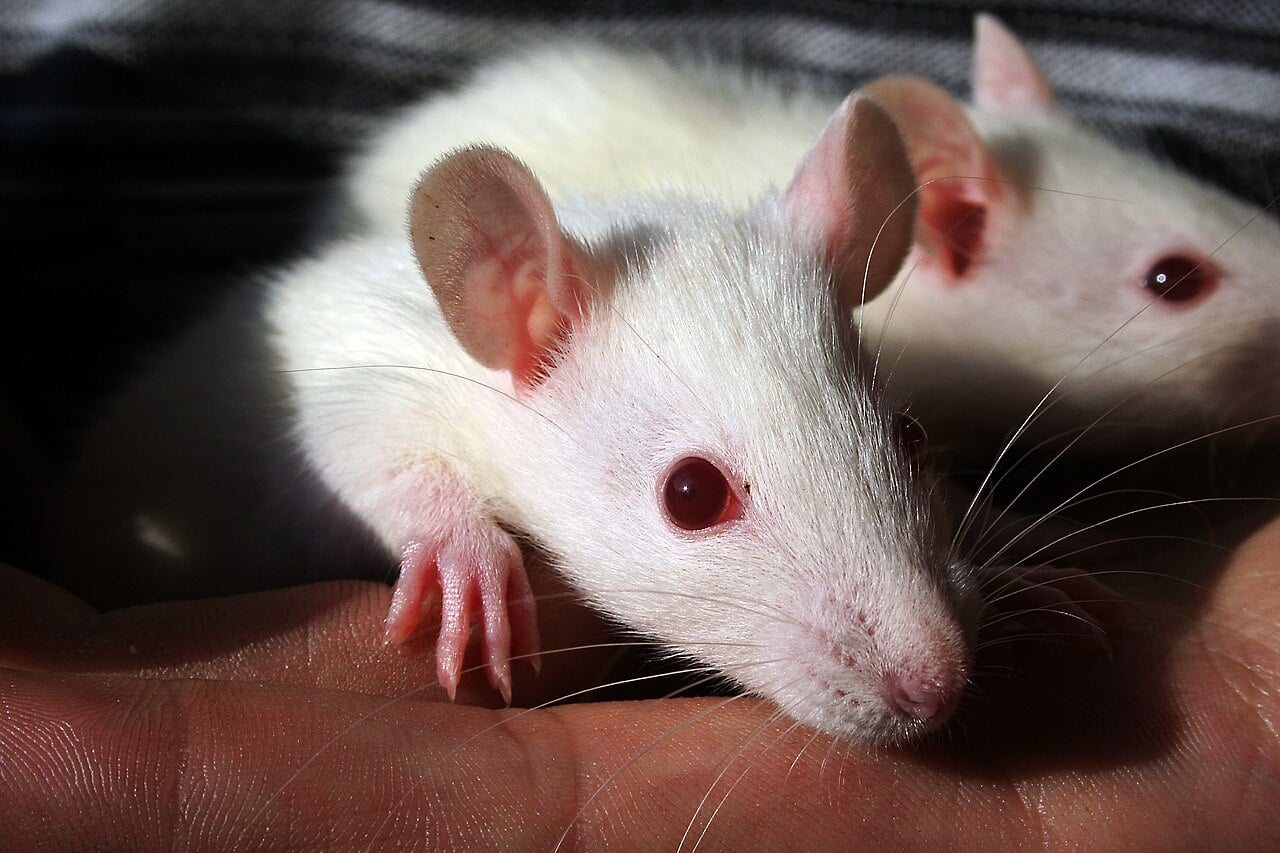 A close-up of a white rat with pink eyes sitting on a person’s hand, with another similar rat partially visible in the background.