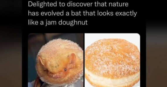 A comparison of a fluffy, round bat on the left and a sugar-coated jam doughnut on the right, highlighting their similar appearance.