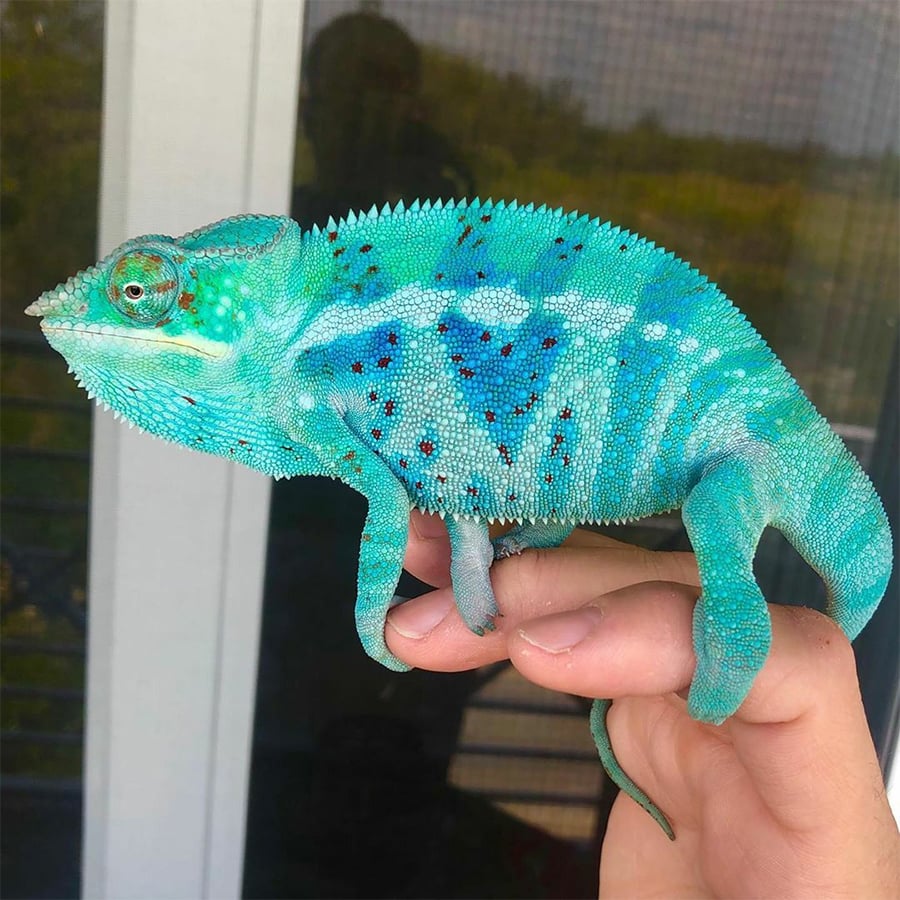A vibrant turquoise chameleon with blue and red spots is perched on a person’s hand in front of a window, displaying its textured skin and curled tail.