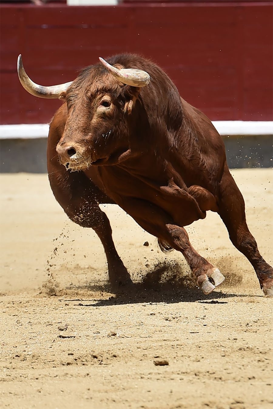 A brown bull charges forward in a sandy bullring, kicking up dust with its hooves. The bull’s head is lowered, and its muscular body shows tension and movement.