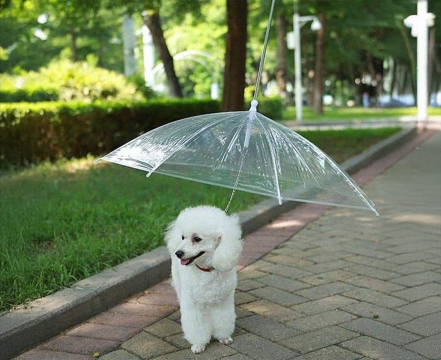 A white poodle stands on a sidewalk under a transparent umbrella attached to its leash in a green park.