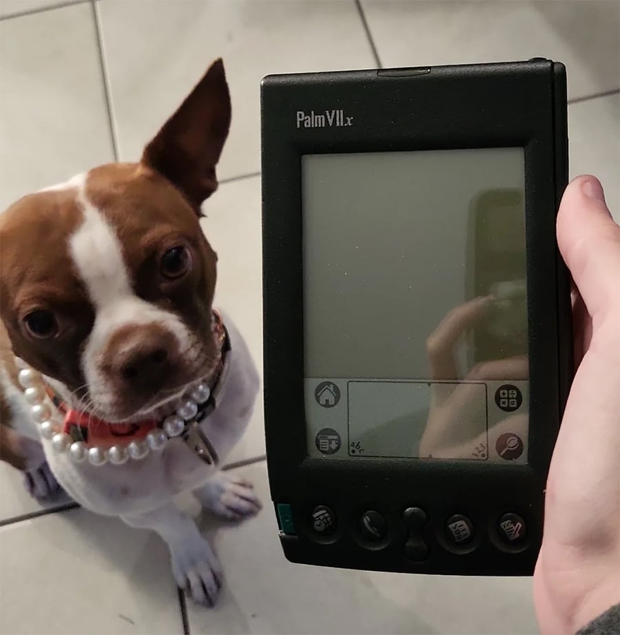 A small brown and white dog with a pearl necklace sits on a tiled floor next to a person holding a Palm VIIx handheld device.